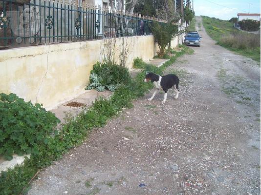 Η Βαλια ψαχνει οικογενεια