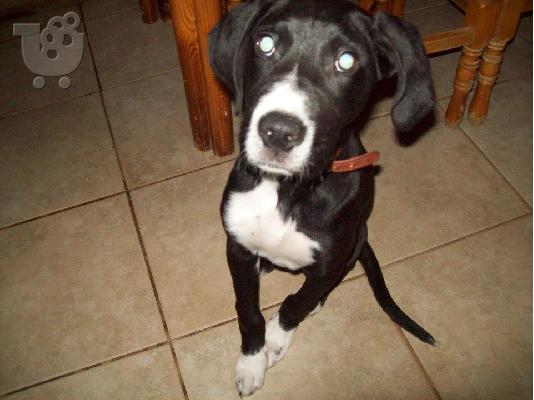 Νεαρο σκυλακι  χαριζεται