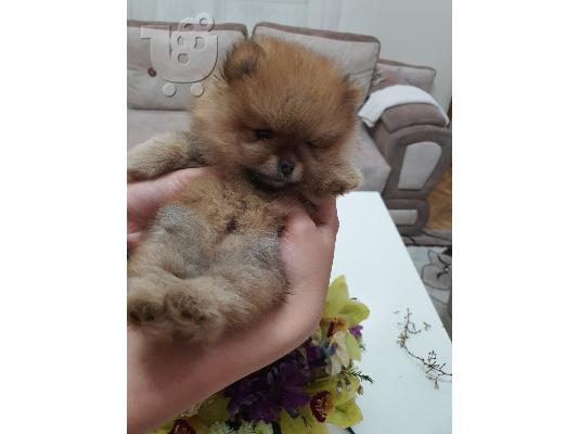 Αρκουδάκι pomeranian κουτάβια