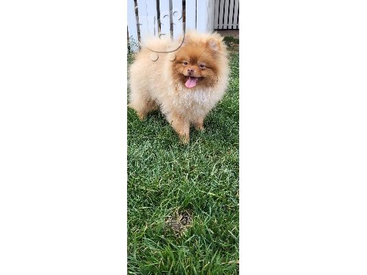 Pomeranian κουτάβια