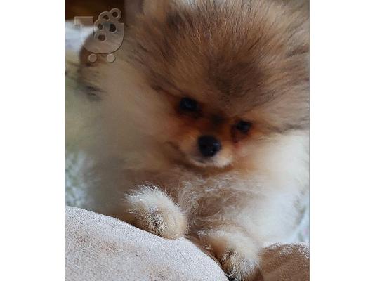Pomeranian Spitz κουτάβι προς πώληση