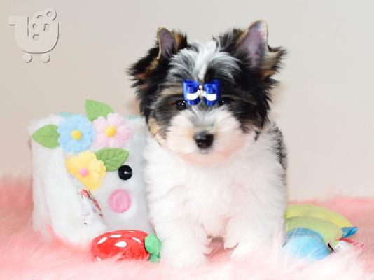 PoulaTo: Όμορφα καθαρόαιμα κουτάβια Yorkie