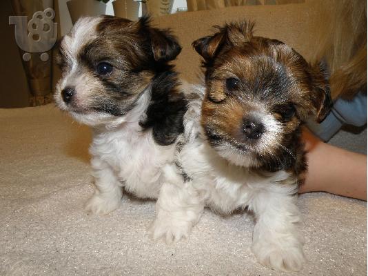 PoulaTo: Τα κουτάβια του Yorkshire Terrier