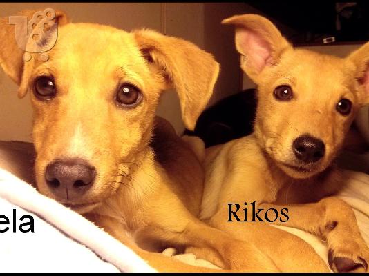 Ημιαιμος Ελληνικός Γκέκας 4 μηνών