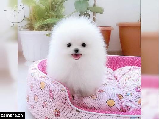 Γοητευτικό και χαριτωμένο Pomeranian τώρα διαθέσιμο