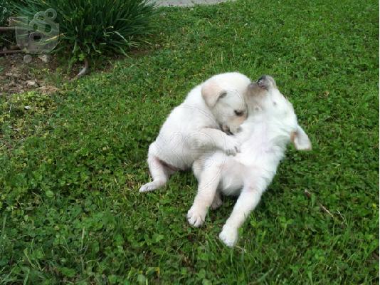 Kουταβάκι ΛΑΜΠΡΑΝΤΟΡ
