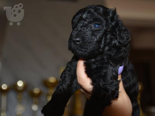 Γαλλικό TOY Poodle