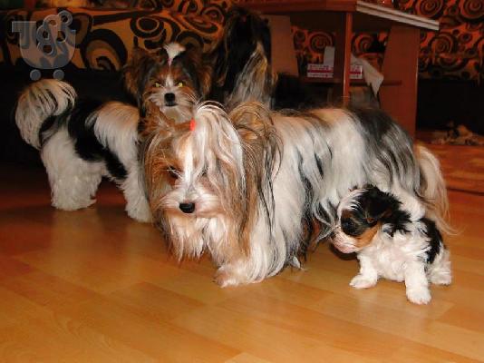 2 χαριτωμένο biewer yorkshire Terrier (αρσενικό και θηλυκό)