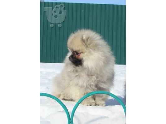 ένα αρσενικό και ένα θηλυκό ροζ κουτάβια