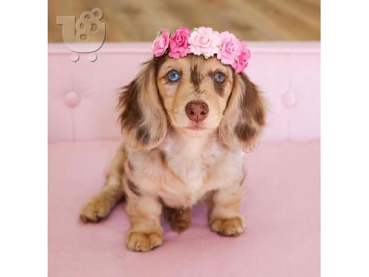 PoulaTo: Διατίθενται προς πώληση κουτάβια Cute Lovely Dachshund