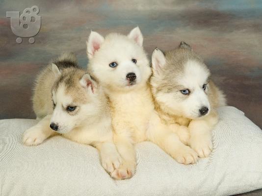 HUSKY SIBERIAN