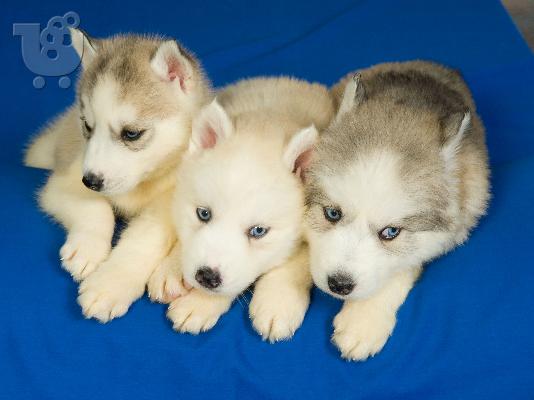 PoulaTo: HUSKY SIBERIAN