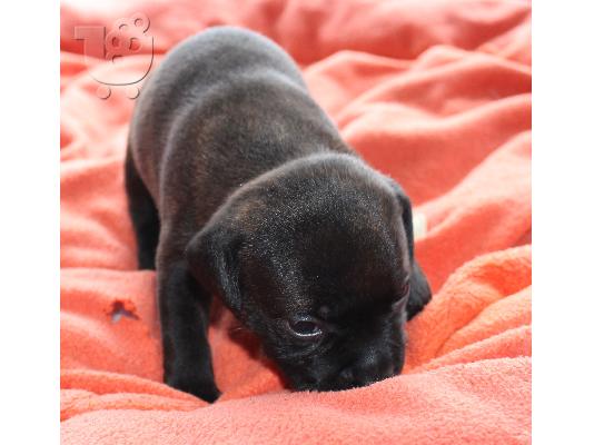 staffordshire bull terrier