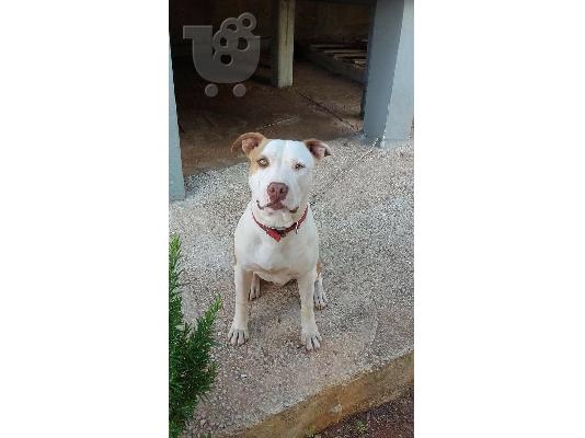 PoulaTo: Χαρίζεται pitbull