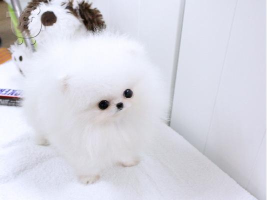 PoulaTo: Pomeranian κουτάβια - Ready 60Euro