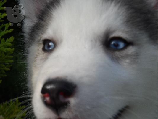Husky Seberian