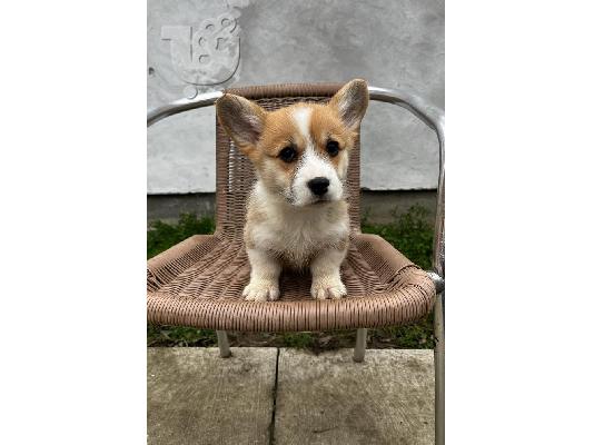 Pembroke Welsh Corgi κουτάβια