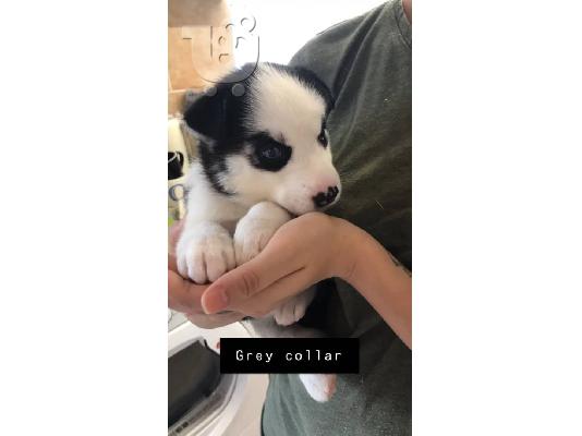 Όμορφη σκυλιά σούβλας husky προς πώληση