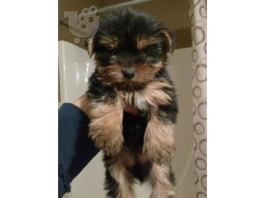 Γιορκσάιρ Τεριέ κουτάβια για το σπίτι