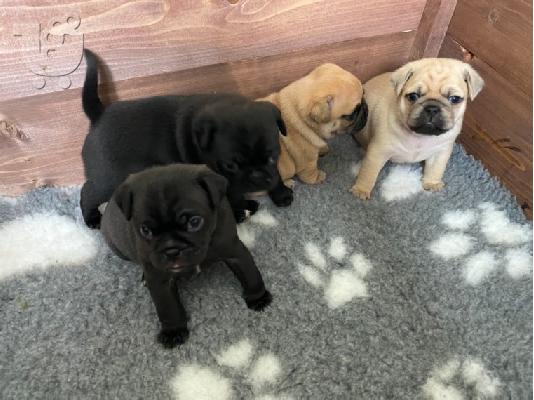 PoulaTo: Cățeluș Pug Pentru Adopție
