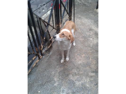 Σκυλιτσα νεαρη μικρομεσαιου μεγεθους χαριζεται