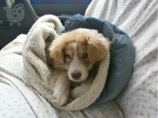 PoulaTo: Κουταβακι χαριζεται