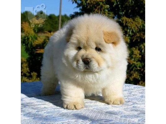 PoulaTo: Υγιή κουτάβια Chow Chow