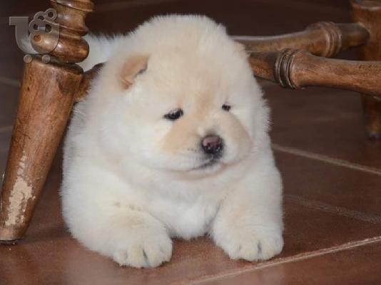 Προσιτά προς πώληση chow chow κουτάβια