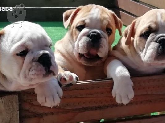 PoulaTo: Englisch Buldog -400 euro