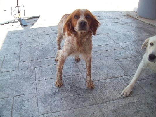 PoulaTo: Καθαρομαιμο Επανιελ χαριζεται