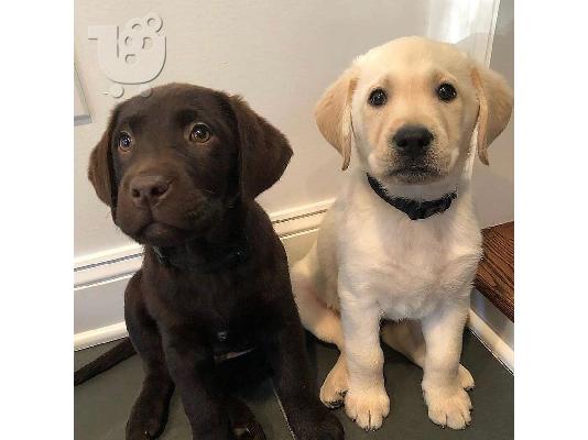 PoulaTo: Εδώ έχουμε 5 όμορφα κουτάβια Labrador Retriever.