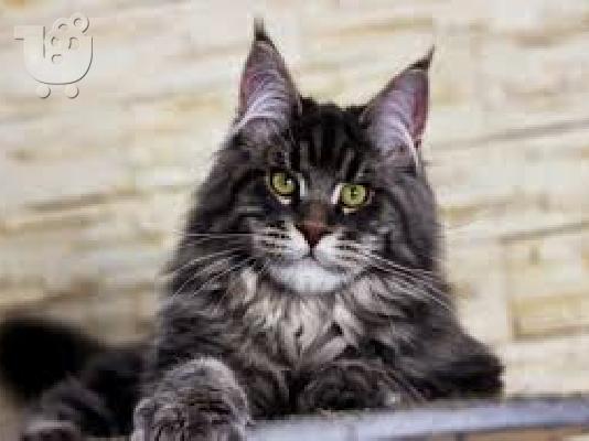 maine coon γατάκια έτοιμα τώρα