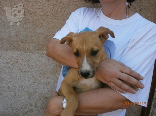 Κουταβακι 2,5 μηνων χαριζεται