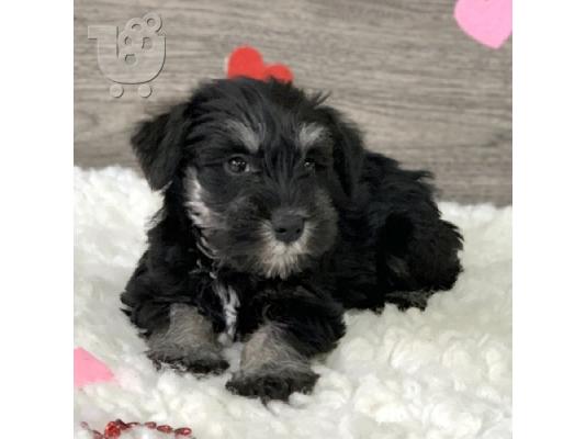 PoulaTo: Αξιολάτρευτα μινιατούρα Schnauzer κουτάβια