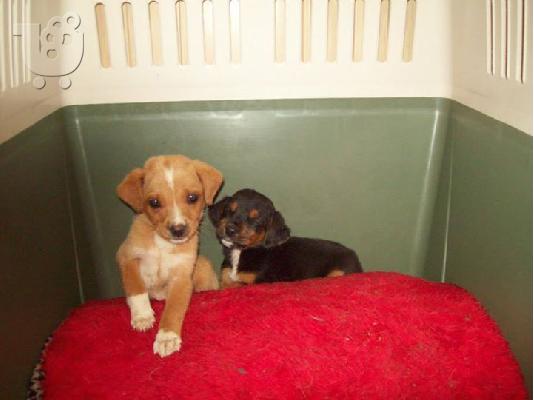 PoulaTo: Κουταβακια χαριζονται