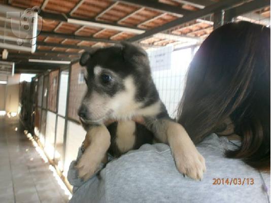 Κουταβακι χαριζεται