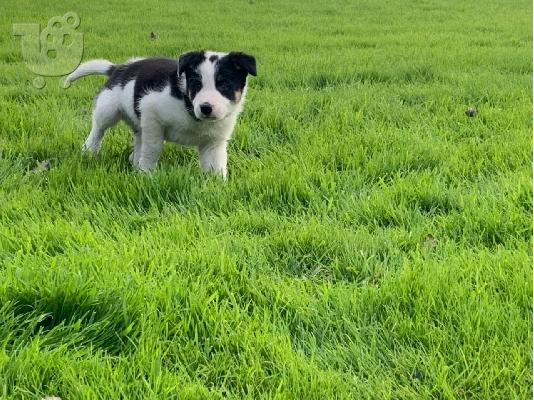 PoulaTo: Βασιλιάς Charles Cavalier Pups