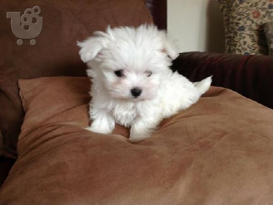 PoulaTo: Μαλτέζ μίνι (Maltese mini)