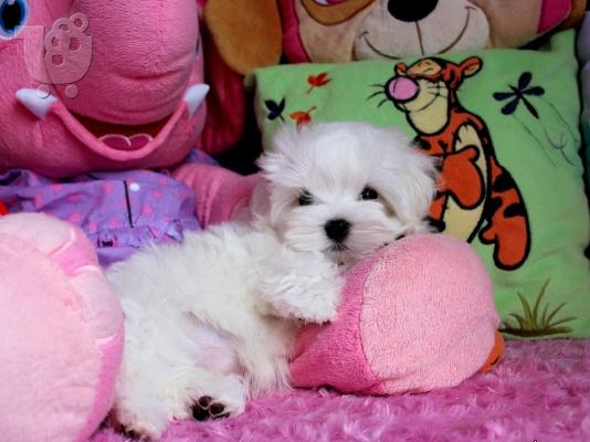 PoulaTo: Δύο Awesome T-Cup Pomeranian Puppies