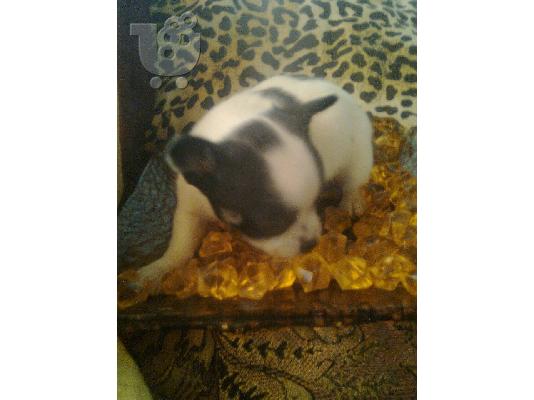 PoulaTo: τσιουαουα