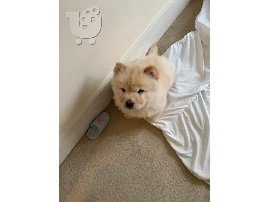 Chow Chows Availabel Kc Reg