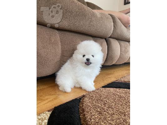 PoulaTo: Προσφορά χαριτωμένων κουταβιών Pomeranian (konstantinofontalia@gmail.com)