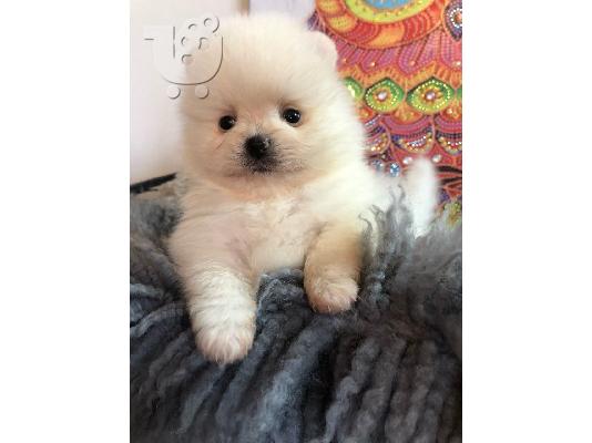 Γεια σας, εδώ έχουμε 2 πανέμορφα κουτάβια Pomeranian, 1