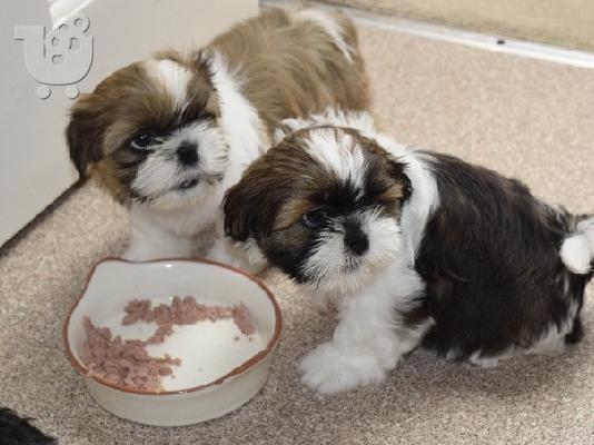 Αξιολάτρευτο Shih Tzu Puppys