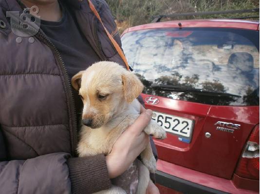 Κουταβακι χαριζεται