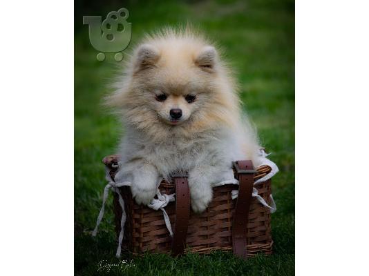 Pomeranian Spitz