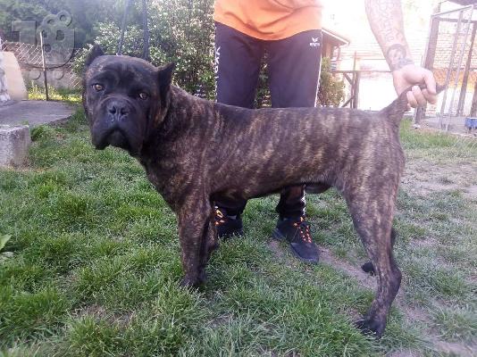 Cane Corso αγόρι προς πώληση