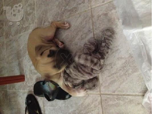 Καθαροαιμο πιτμπουλ