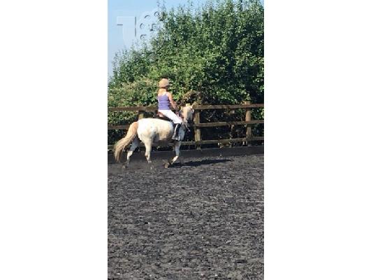 PoulaTo: 13.2 Appaloosa For Loan/share