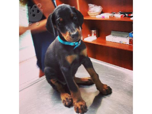 PoulaTo: Πωλείται Ντόπερμαν - Doberman - Θυληκό 2,5 Μηνών